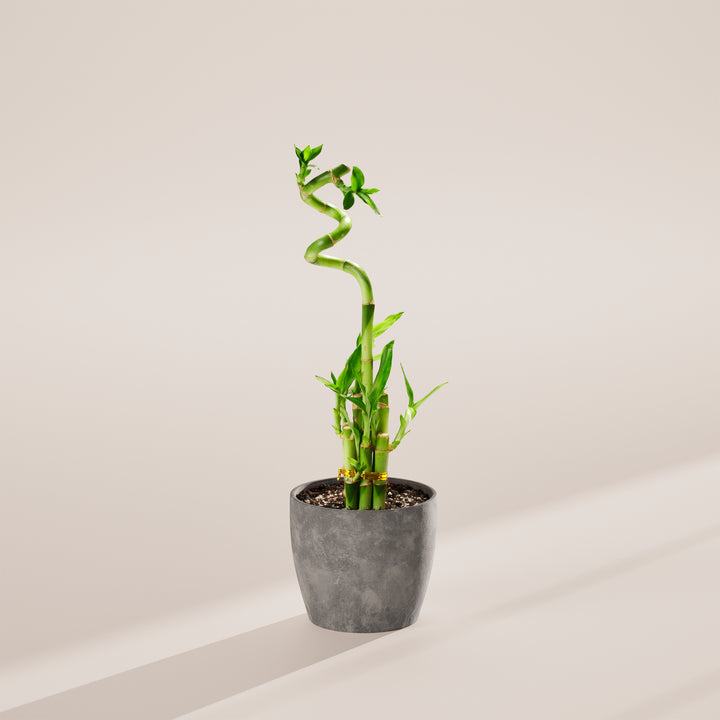 Lucky Bamboo