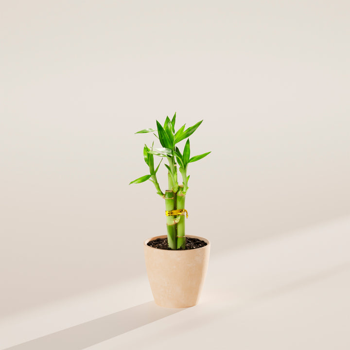 Lucky Bamboo