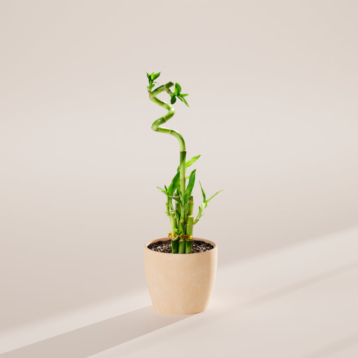 Lucky Bamboo