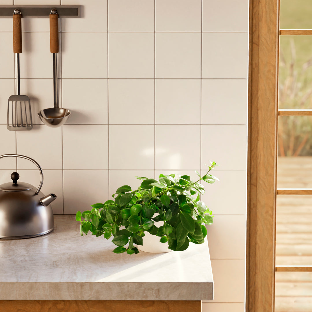 Lipstick Plant (Aeschynanthus radicans) in a white eco pot with full spreading green vines on a modern kitchen countertop with white tile backsplash and steel kettle