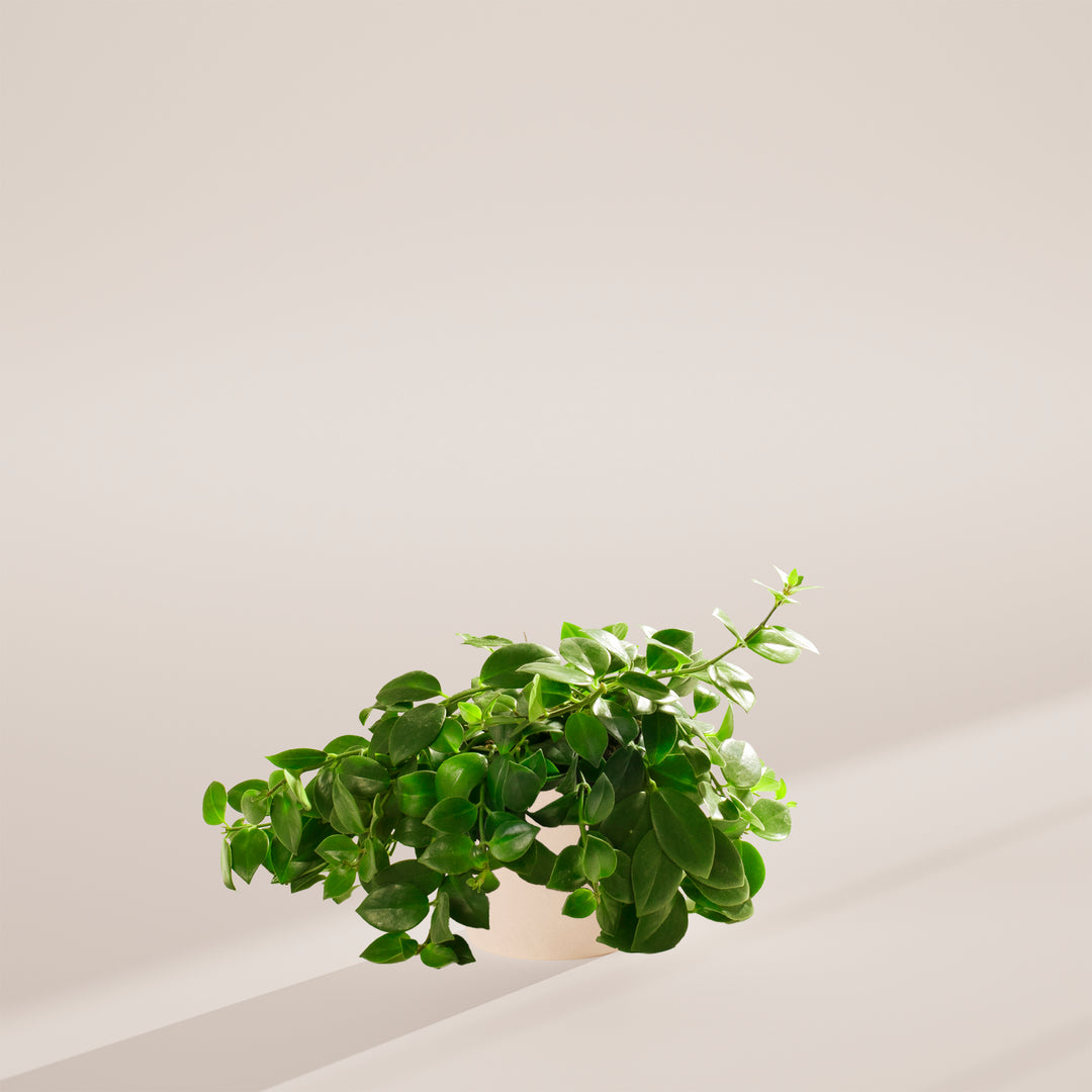 Lipstick Plant (Aeschynanthus radicans) in a white eco pot with lush cascading green vines on a warm neutral studio background with natural shadow