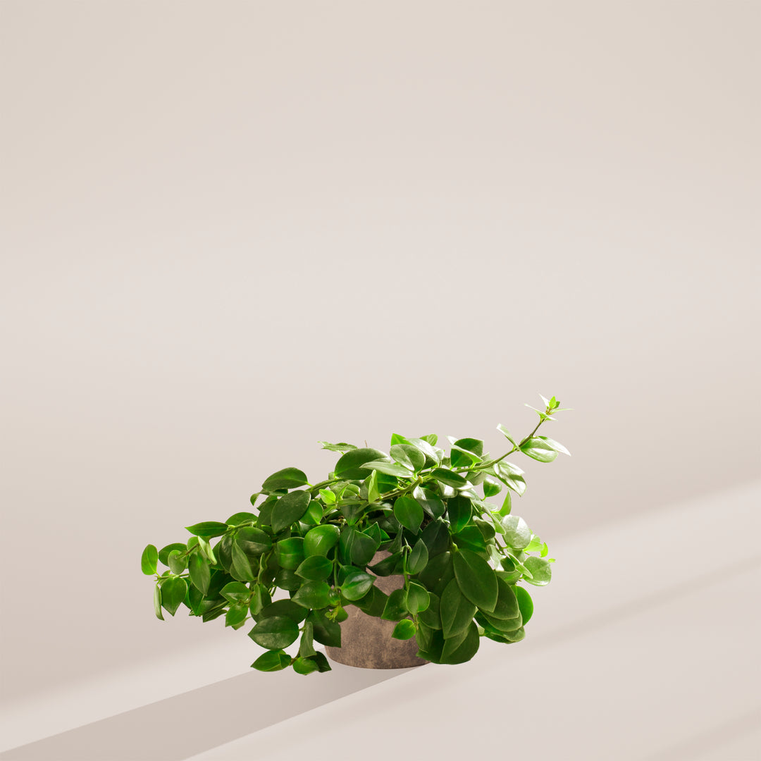 Lipstick Plant (Aeschynanthus radicans) in a gray textured eco pot with lush cascading green vines on a warm neutral studio background with natural shadow
