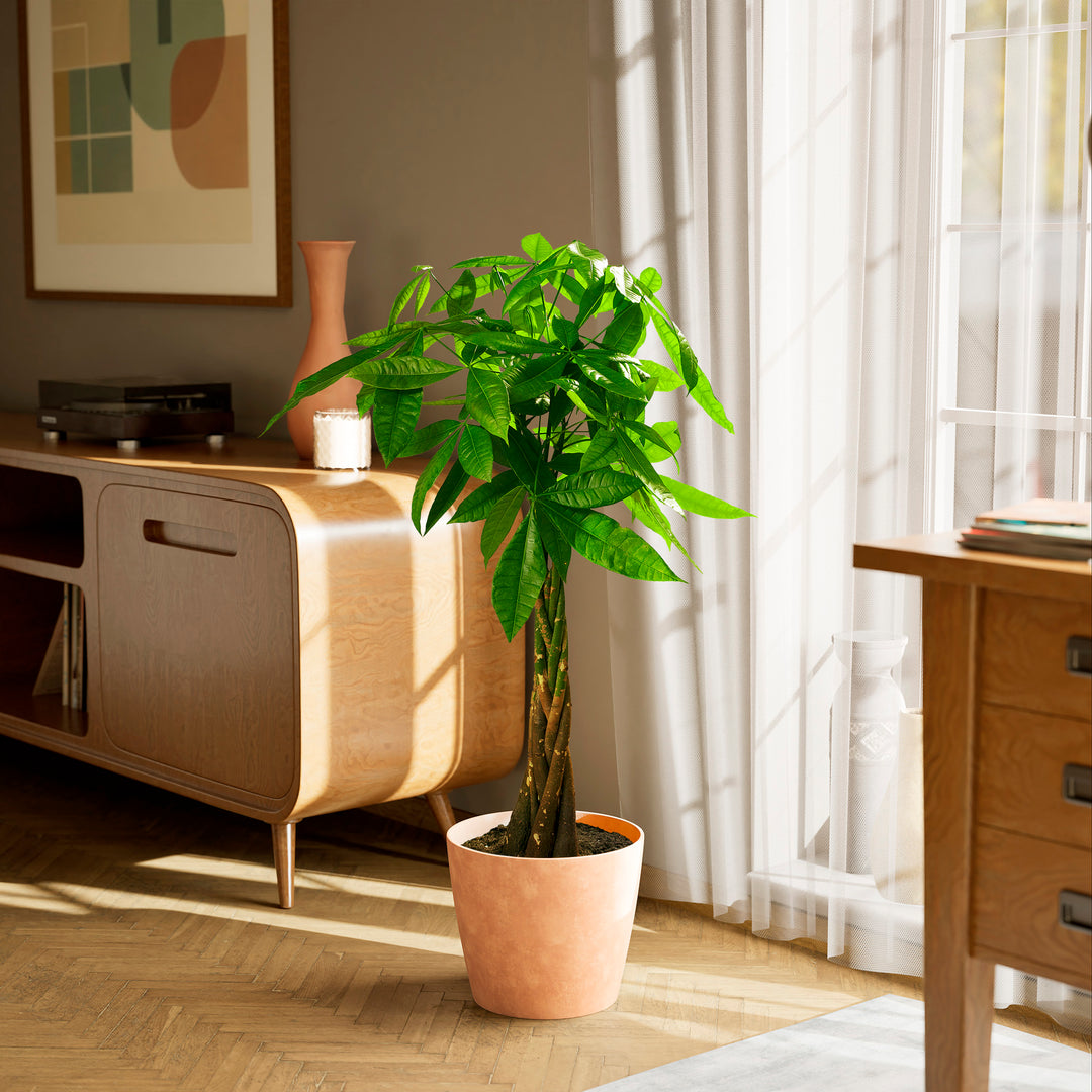 Extra-large braided Money Tree plant in a tapered charcoal-colored pot sitting on a herringbone wood floor in a sunlit living room, positioned between a wooden sideboard and a window with sheer white curtains.
