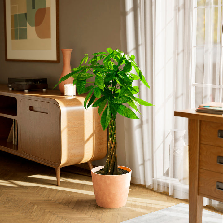 Extra-large braided Money Tree plant in a tapered charcoal-colored pot sitting on a herringbone wood floor in a sunlit living room, positioned between a wooden sideboard and a window with sheer white curtains.