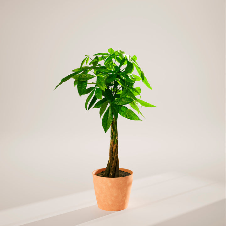 Extra-large braided Money Tree plant with a thick, winding trunk and vibrant green foliage, housed in a tapered charcoal-colored pot, centered against a minimalist beige background with a soft shadow.