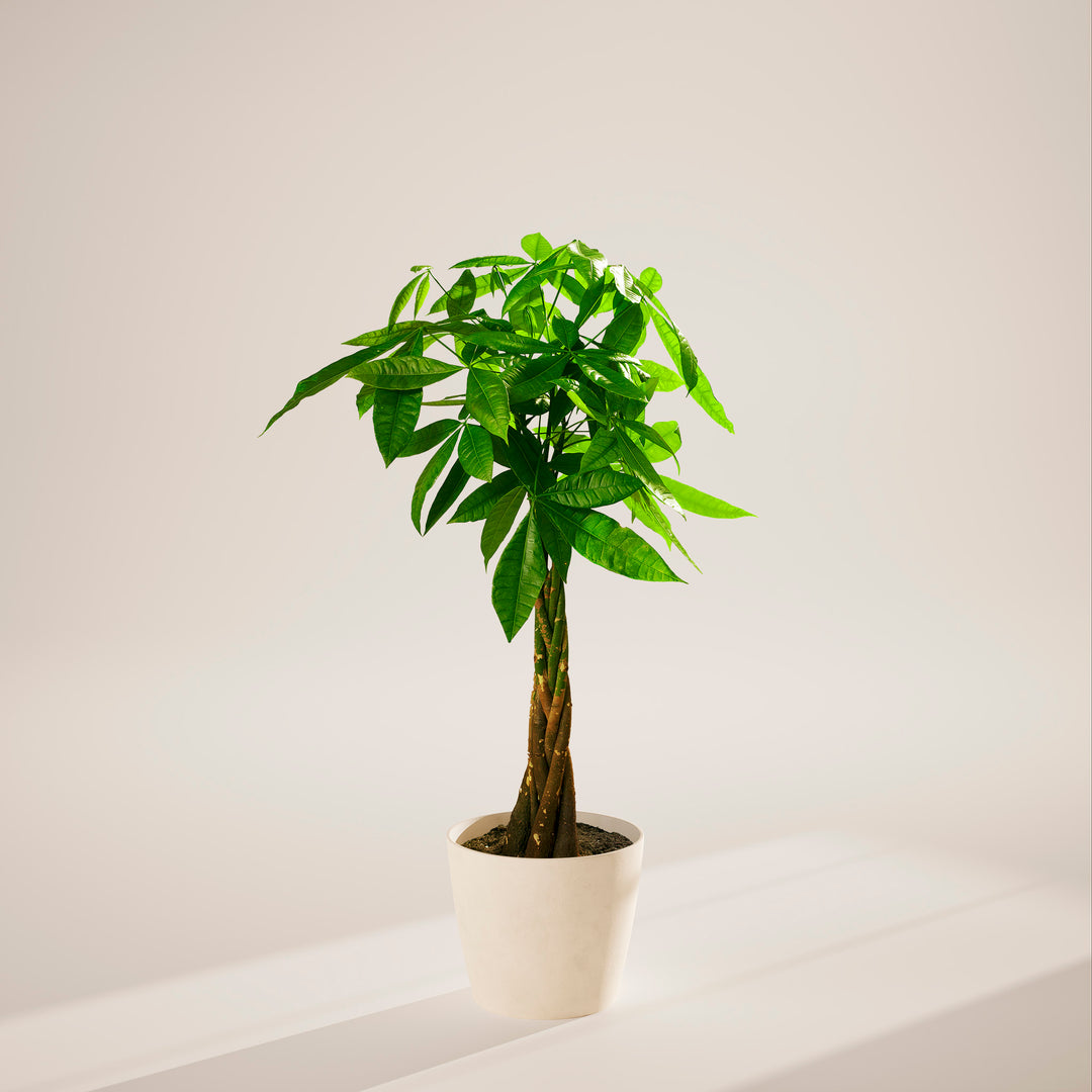 Extra-large braided Money Tree plant with a thick, winding trunk and vibrant green foliage, housed in a tapered white pot, centered against a minimalist beige background with a soft shadow.