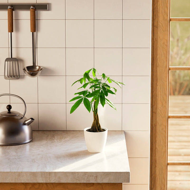 Small braided Money Tree plant in a tapered white pot sitting on a marble kitchen countertop next to a silver teakettle, with white wall tiles and hanging kitchen utensils in the background.