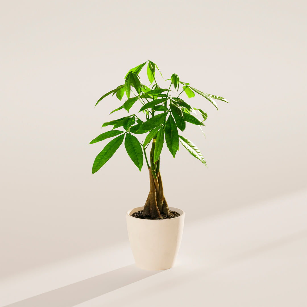 Small braided Money Tree plant with a thick, woody trunk and vibrant green leaves, housed in a tapered cream-colored pot, centered against a minimalist beige background with a soft shadow.
