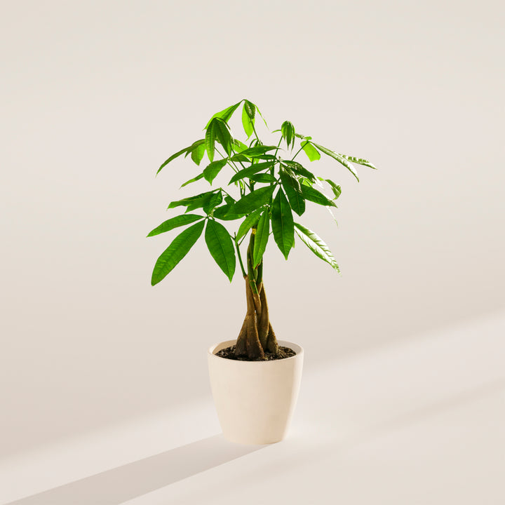 Small braided Money Tree plant with a thick, woody trunk and vibrant green leaves, housed in a tapered cream-colored pot, centered against a minimalist beige background with a soft shadow.