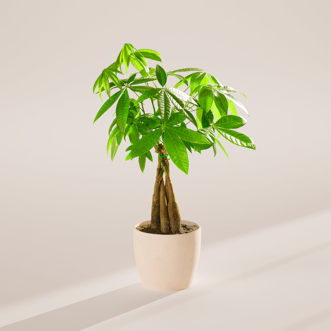 Medium-sized braided Money Tree plant with several thick, woody trunks tied together with a small green band, featuring lush green foliage and housed in a tapered off-white pot, centered against a minimalist beige background with a soft shadow.