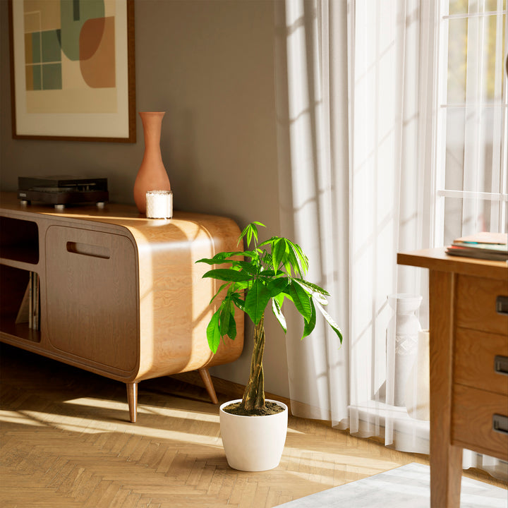 Large braided Money Tree plant in a tapered cream-colored pot sitting on a herringbone wood floor in a sunlit living room, positioned between a wooden sideboard and a window with sheer white curtains.
