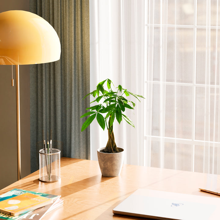 Small braided Money Tree plant in a tapered concrete-textured grey pot sitting on a wooden desk near a laptop and a yellow lamp, positioned in front of a window with sheer white curtains.