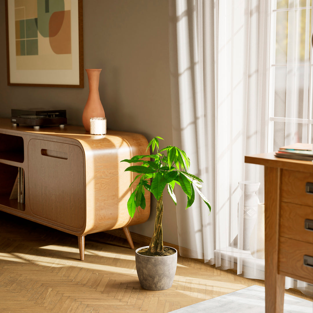 Large braided Money Tree plant in a tapered concrete-textured grey pot sitting on a herringbone wood floor in a sunlit living room, positioned between a wooden sideboard and a window with sheer white curtains.