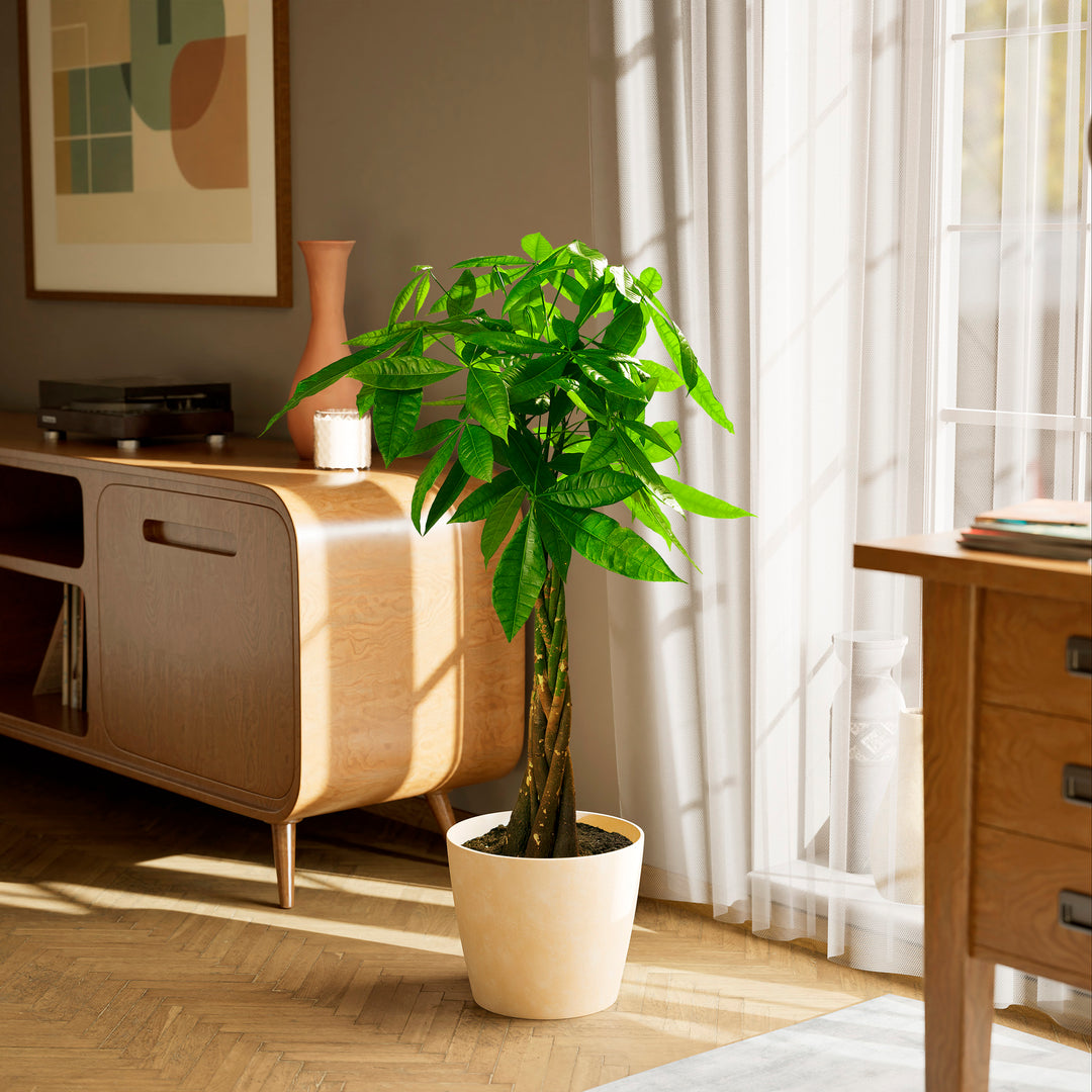 Extra-large braided Money Tree plant in a tapered cream-colored pot sitting on a herringbone wood floor in a sunlit living room, positioned between a wooden sideboard and a window with sheer white curtains.