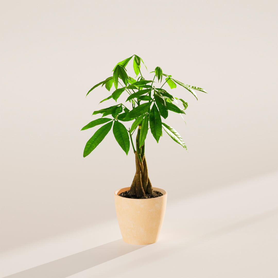 Small braided Money Tree plant with a thick, woody trunk and vibrant green leaves, housed in a tapered peach-colored pot, centered against a minimalist beige background with a soft shadow.