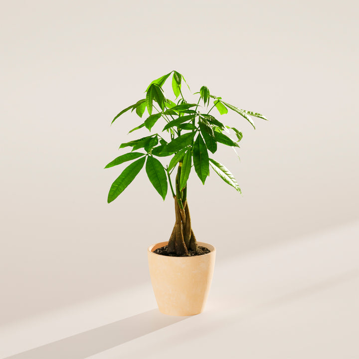 Small braided Money Tree plant with a thick, woody trunk and vibrant green leaves, housed in a tapered peach-colored pot, centered against a minimalist beige background with a soft shadow.