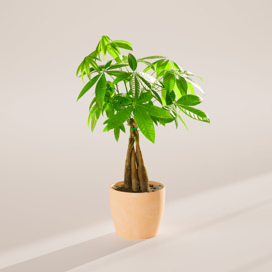 Medium-sized braided Money Tree plant with thick, woody trunks tied together with a small green band, featuring lush green foliage and housed in a tapered cream-colored pot, centered against a minimalist beige background with a soft shadow.