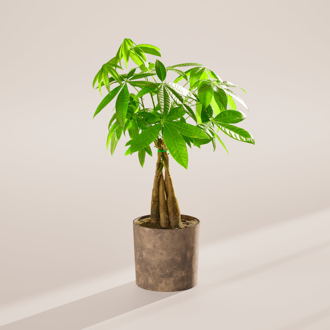 Medium-sized braided Money Tree plant with thick, woody trunks tied together with a small green band, featuring lush green foliage and housed in a cylindrical concrete-textured grey pot, centered against a minimalist beige background with a soft shadow.