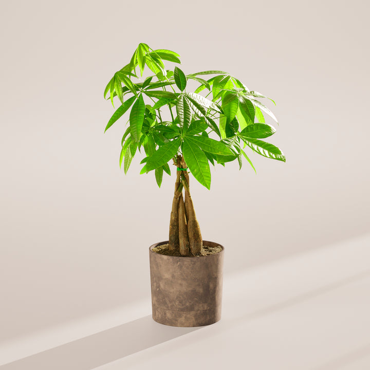 Medium-sized braided Money Tree plant with thick, woody trunks tied together with a small green band, featuring lush green foliage and housed in a cylindrical concrete-textured grey pot, centered against a minimalist beige background with a soft shadow.