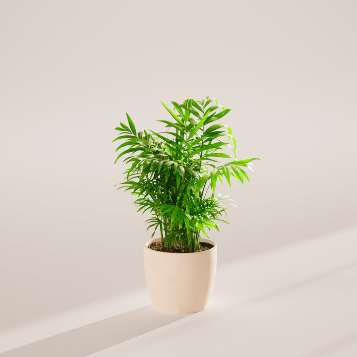 Neanthe Bella Palm