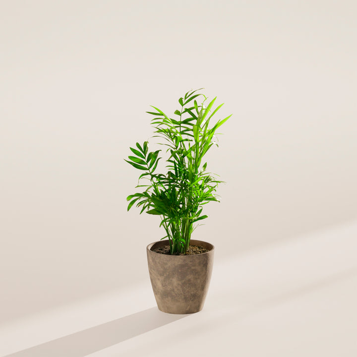 A vibrant Neanthe Bella Palm houseplant in a minimalist dark green eco pot, centered against a plain beige background with a soft shadow cast to the left under clean studio lighting.