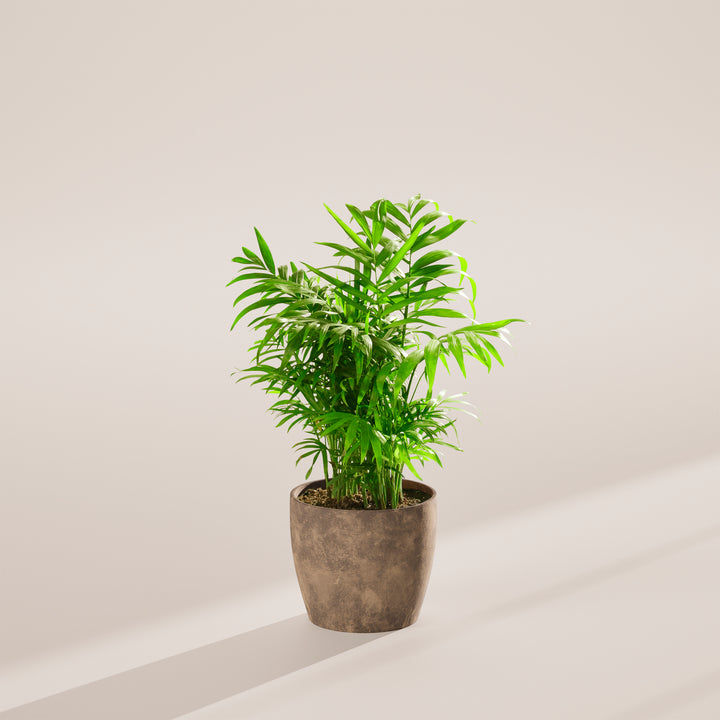 Neanthe Bella Palm