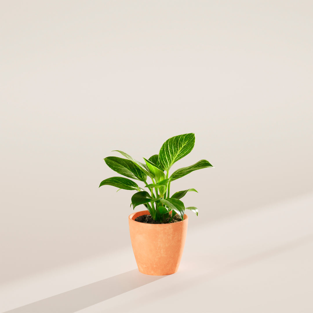 Philodendron Birkin
