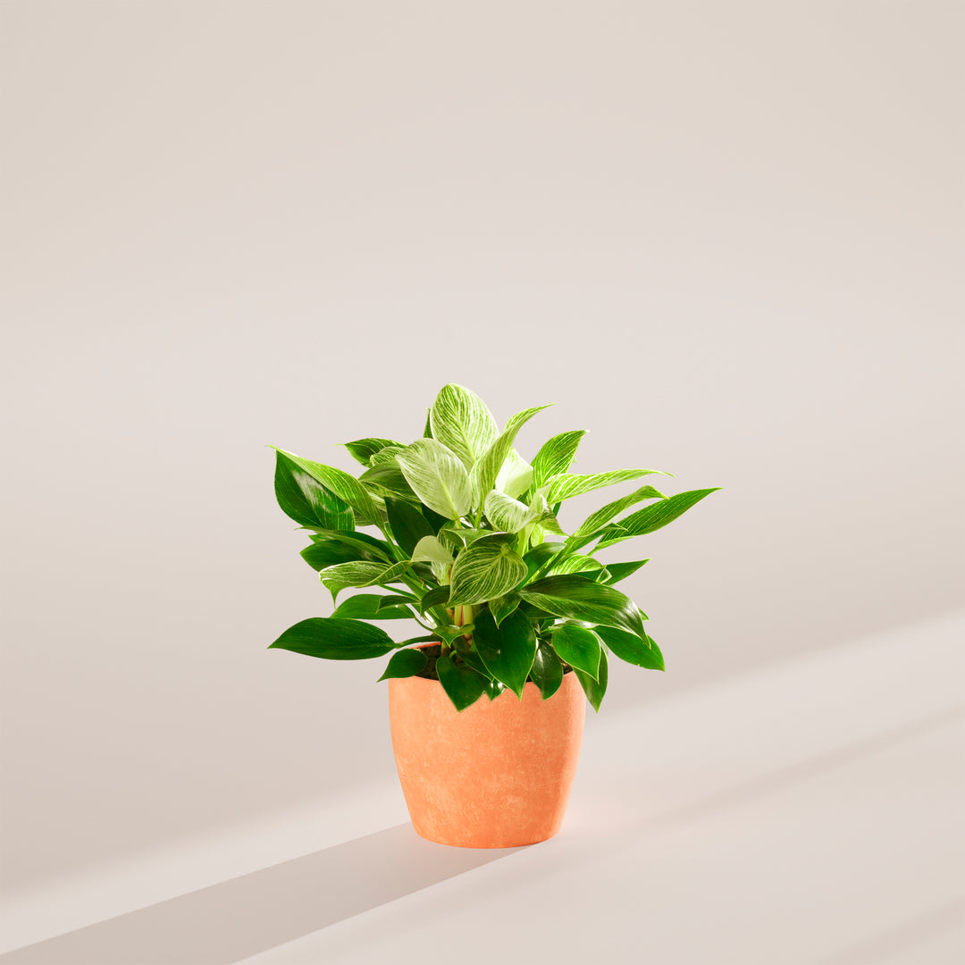 Philodendron Birkin