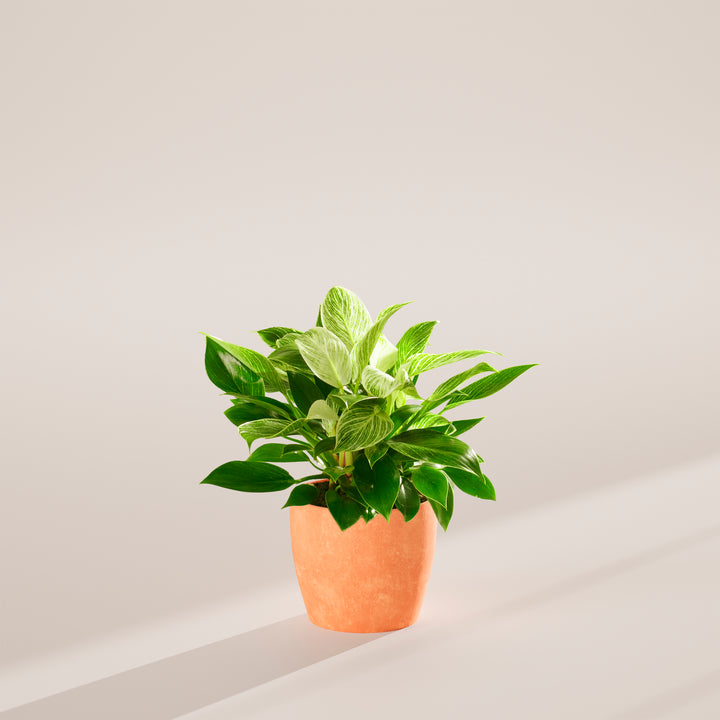 Philodendron Birkin