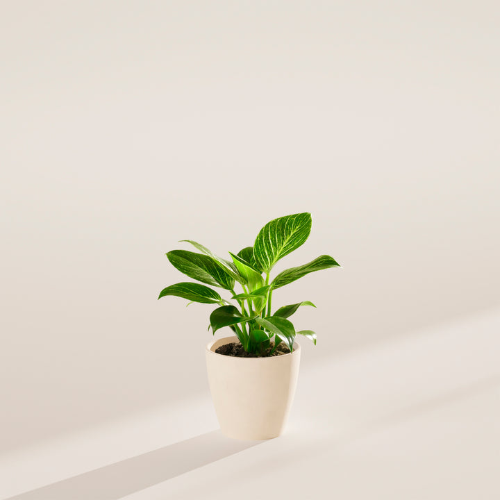 Philodendron Birkin