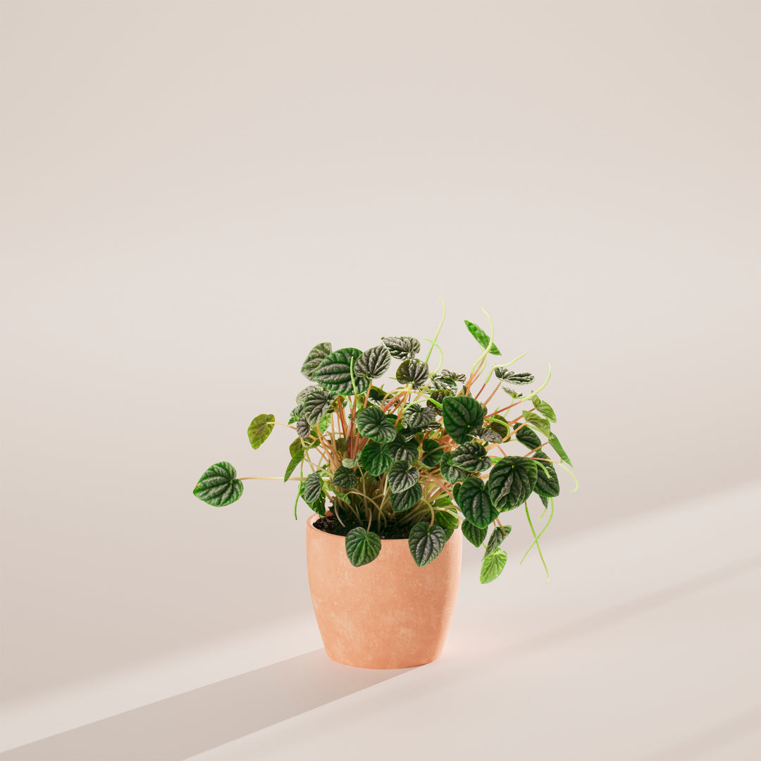 Peperomia Luna Grey