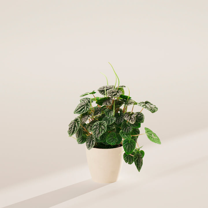 Peperomia Luna Grey