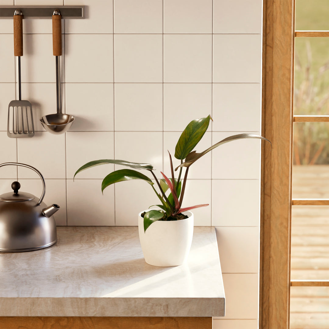 Florida Bronze Philodendron in cream eco pot displayed on kitchen counter near window, air-purifying tropical houseplant for culinary spaces.