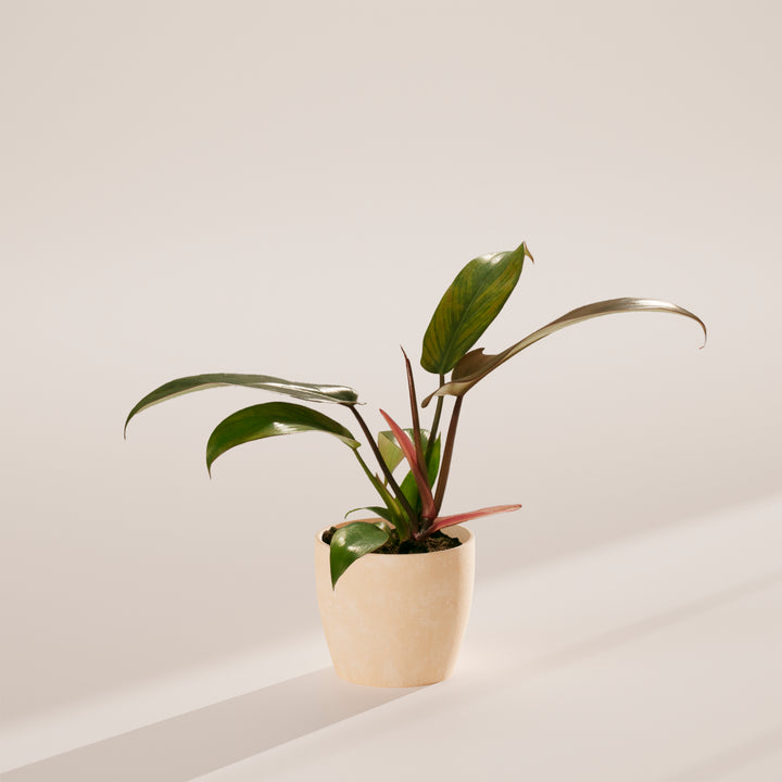 Florida Bronze Philodendron (Philodendron erubescens) potted in pale cream eco planter featuring distinctive reddish emerging foliage, compact tropical houseplant.