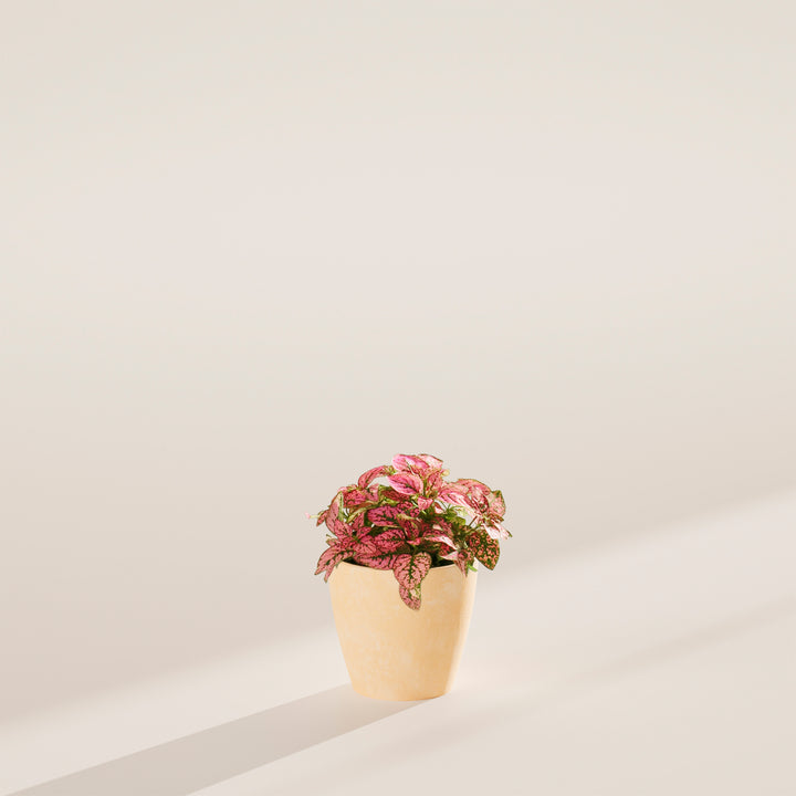 Pink Polka Dot Plant with vibrant pink speckled leaves in a smooth, beige ceramic planter.