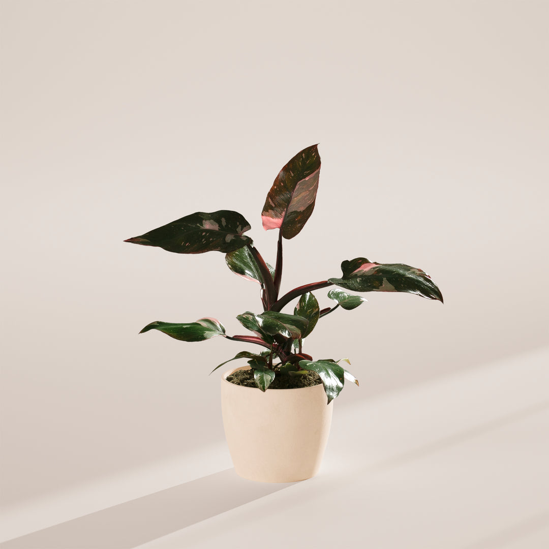 Philodendron Pink Princess in a neutral ceramic pot against a solid, minimalist studio background.