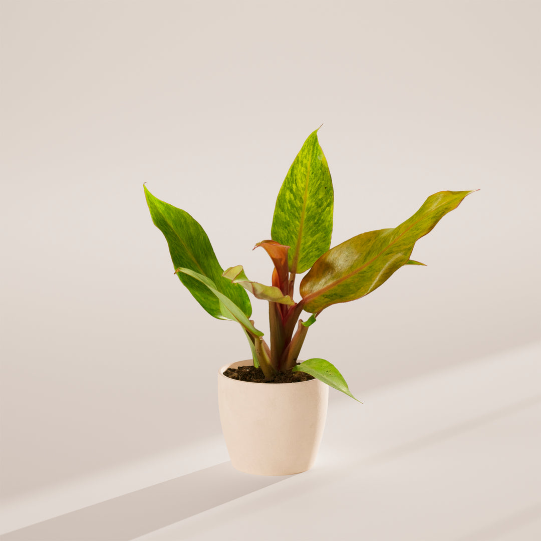 Philodendron Quad Color