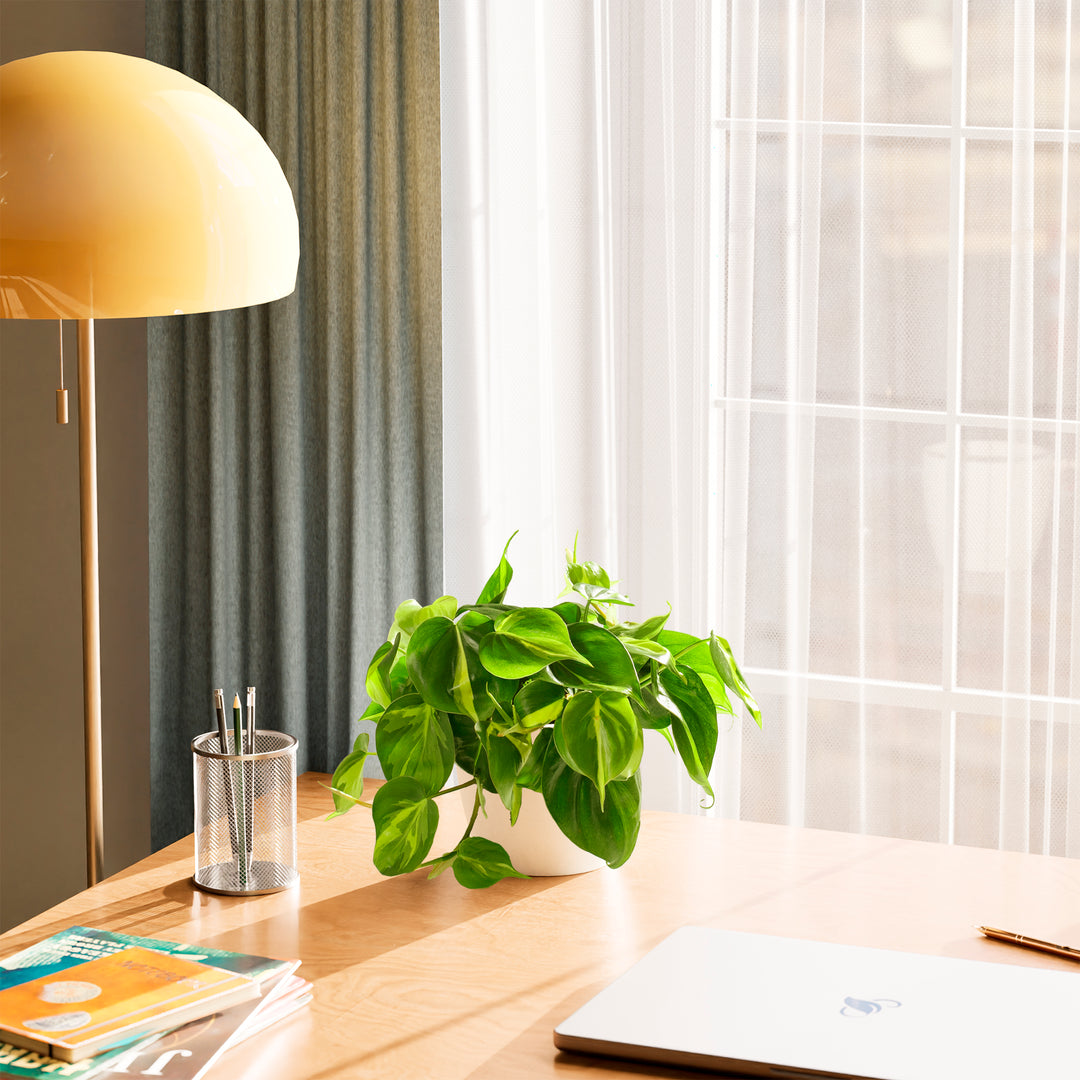 Philodendron Brasil (Philodendron hederaceum) in a round white eco coconut pot with trailing variegated green and yellow heart-shaped leaves on a wood desk beside a yellow dome lamp pencil cup and books with sheer curtains and natural light in the background
