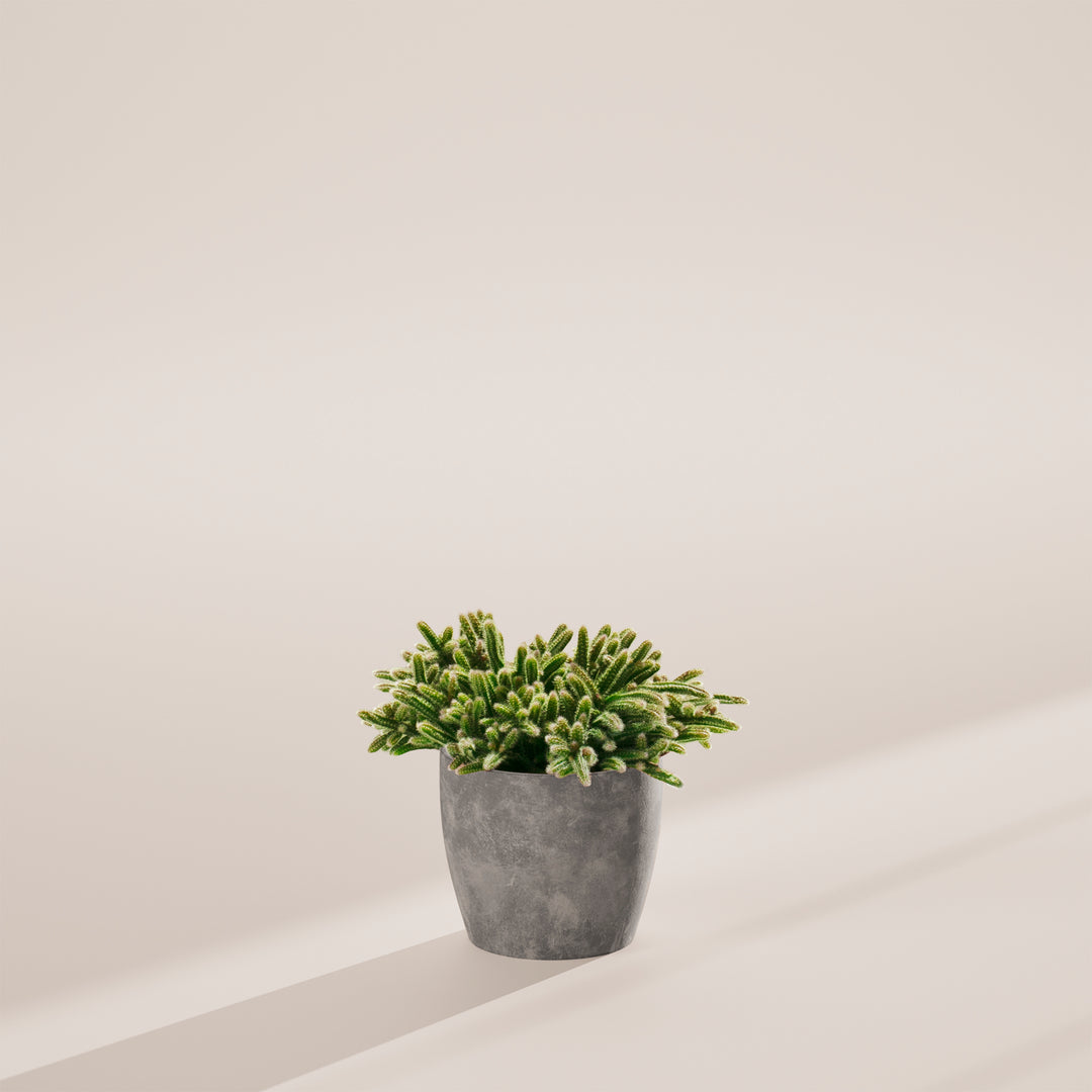 Mouse Tail Cactus