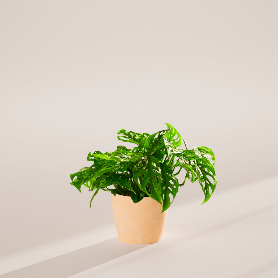 Swiss Cheese Plant