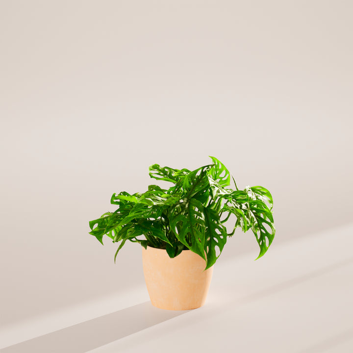 Swiss Cheese Plant