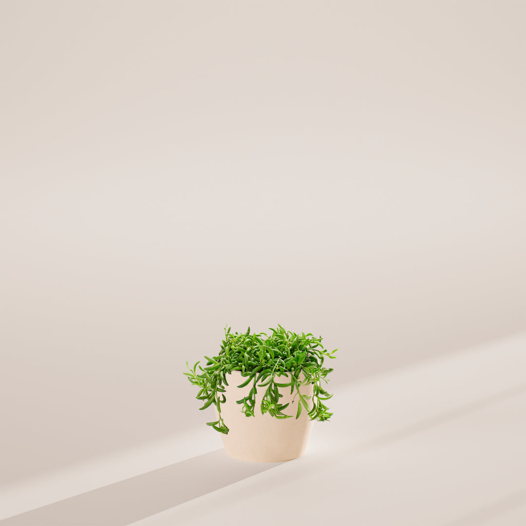 String of Bananas