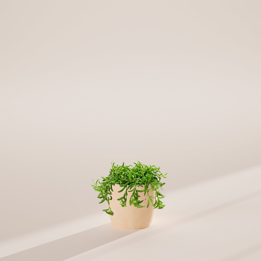 String of Bananas