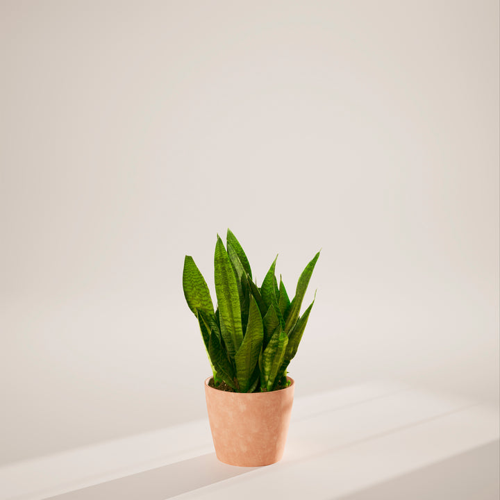 Superba Green Snake Plant