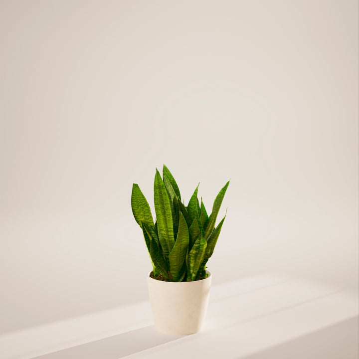 Superba Green Snake Plant