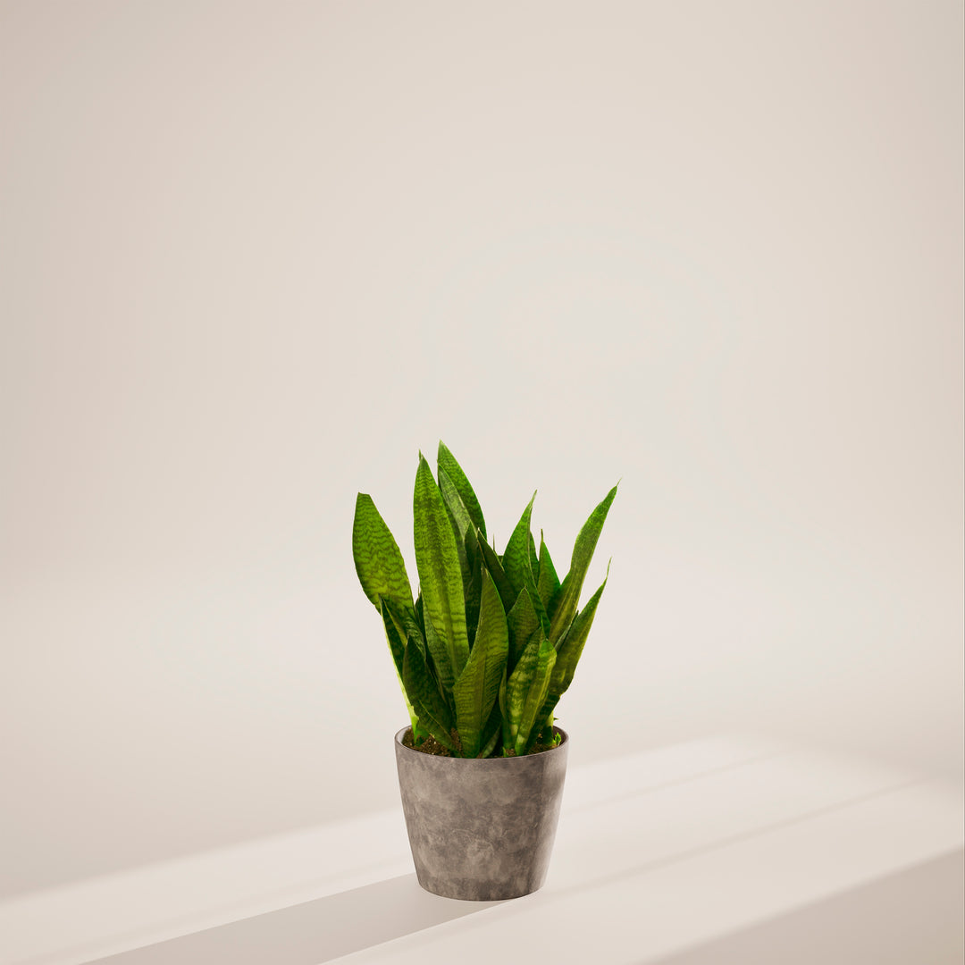 Superba Green Snake Plant
