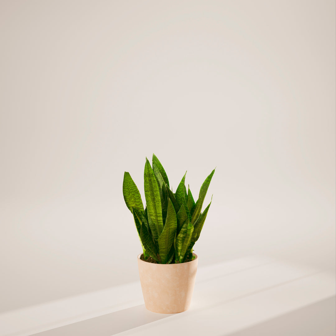 Superba Green Snake Plant