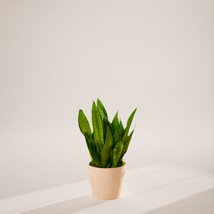 Superba Green Snake Plant