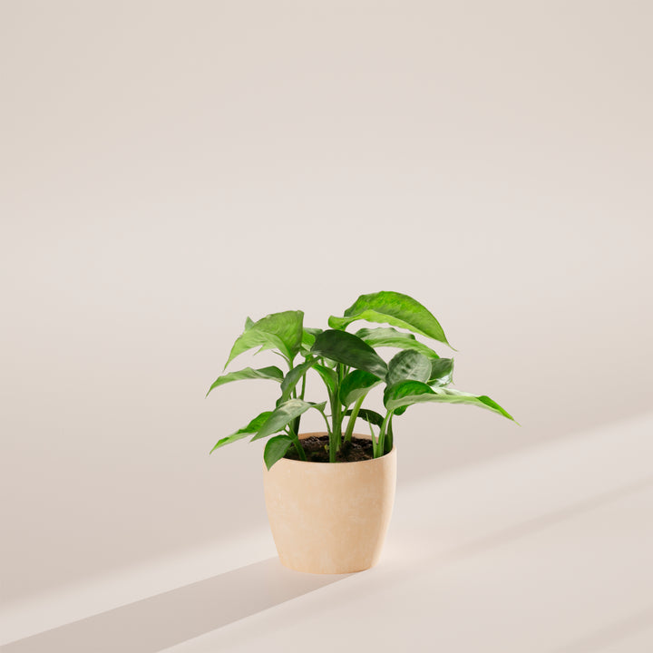 Schismatoglottis Silver Moon
