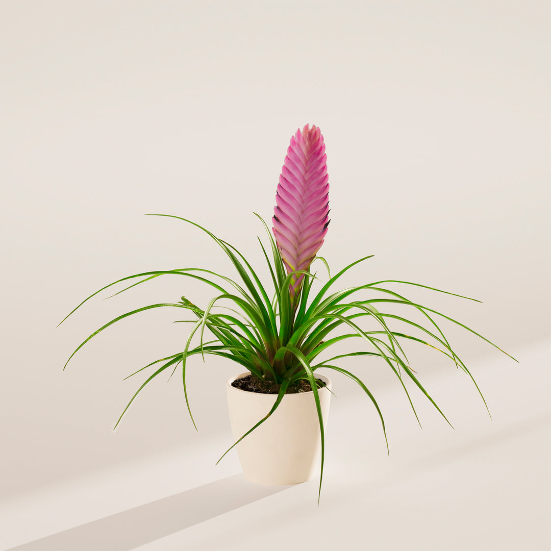 Tillandsia 'Summer'